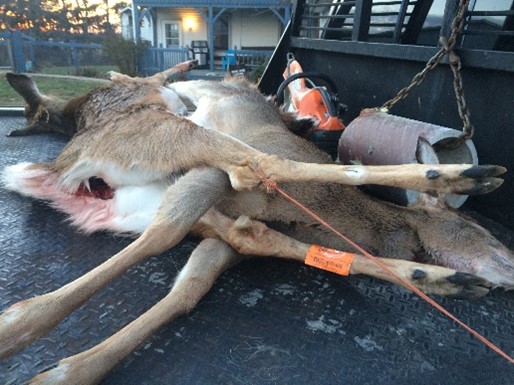 Deer carcasses in the back of a truck bed.